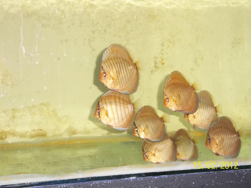 Discus and random 171.jpg