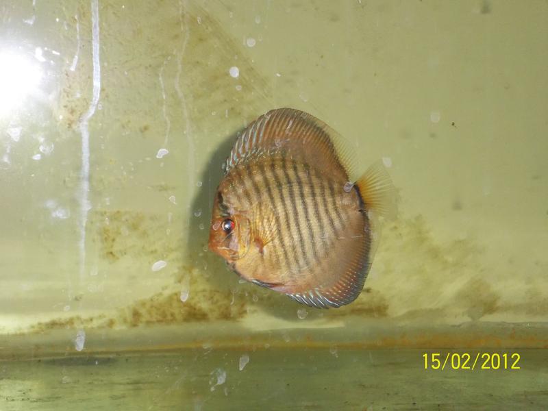 Discus and random 172.jpg