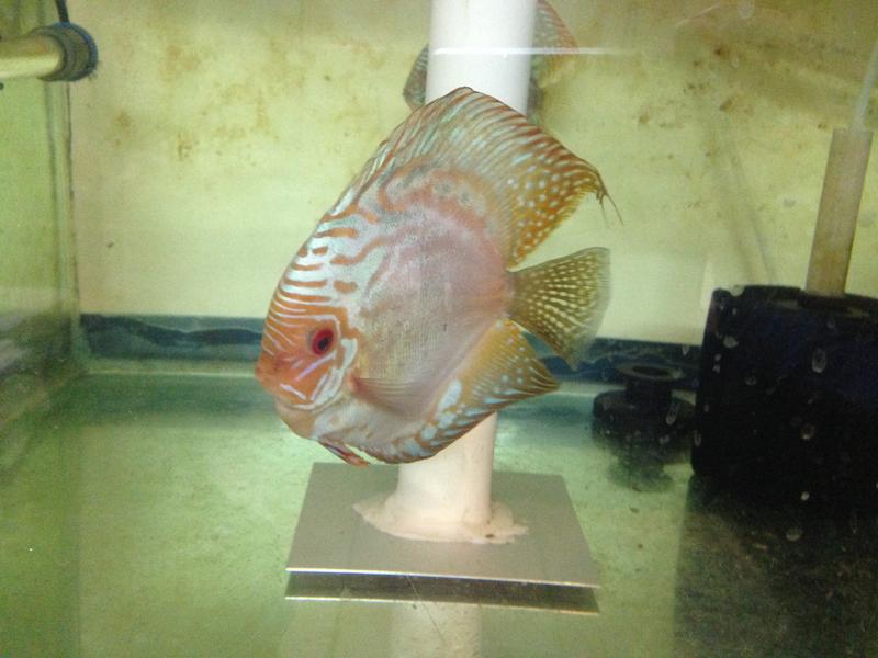 discus iphone 009.jpg