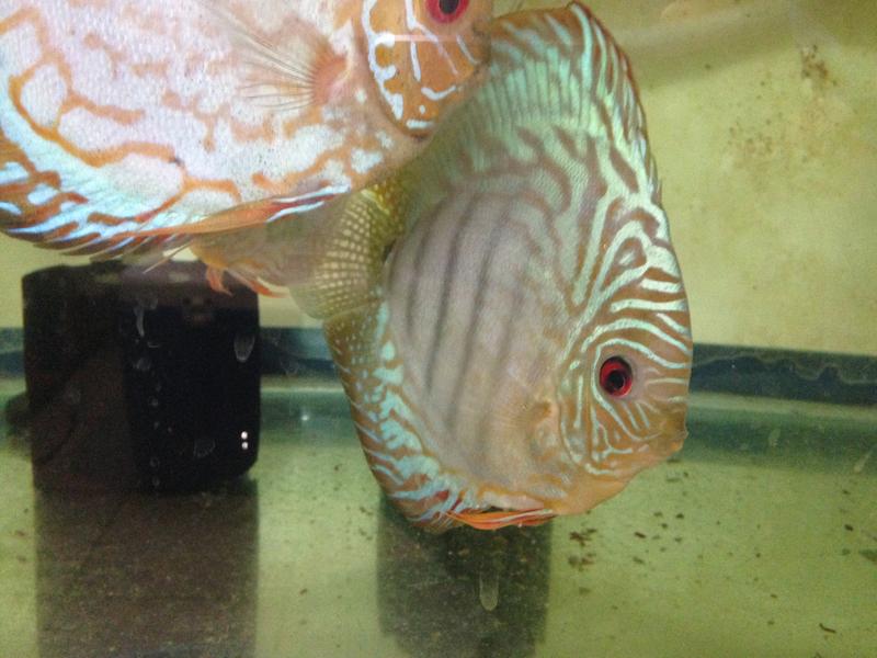 discus iphone 017.jpg