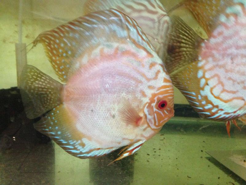 discus iphone 029.jpg