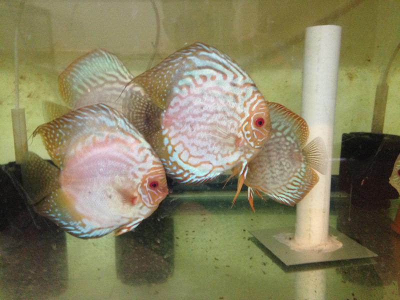 discus iphone 030.jpg