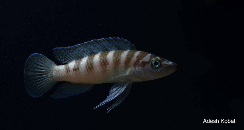 DSC_1074.jpg
