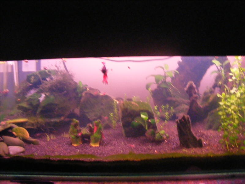 DSCF0185.jpg