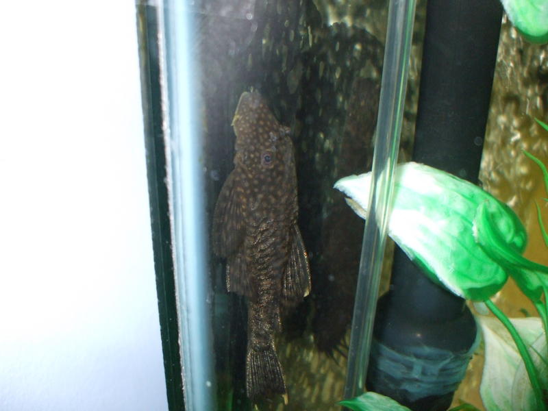 DSCF4541.jpg