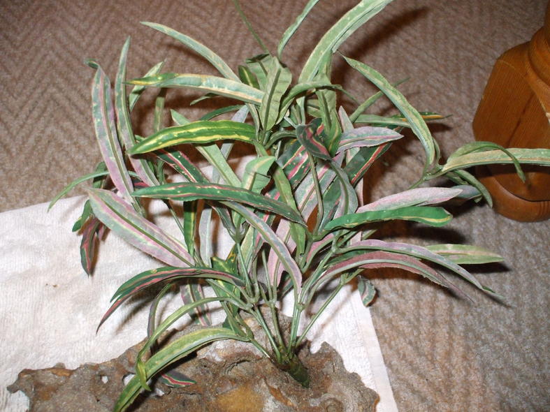 DSCF4546.jpg