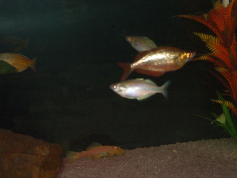 DSCF4598.jpg