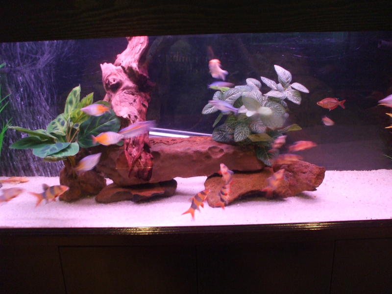 DSCF4602.jpg