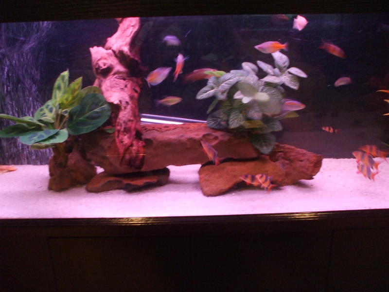 DSCF4603.jpg