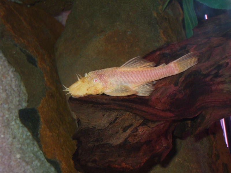DSCF4608.jpg