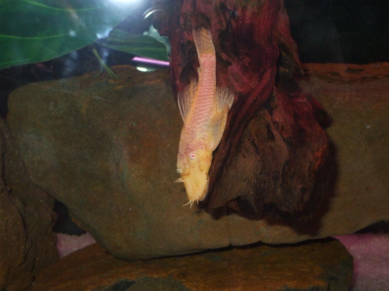 DSCF4609.jpg