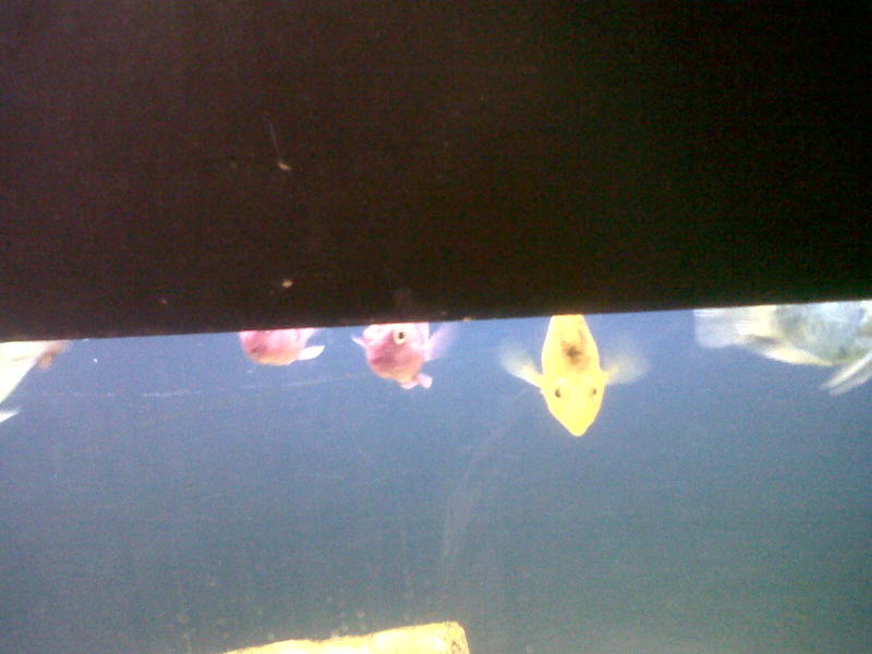 dyed parrot's no 2.jpg