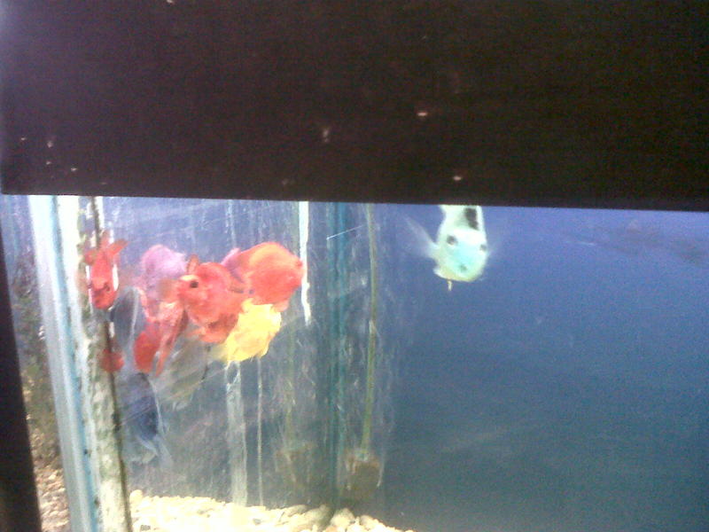 dyed parrot's no1.jpg