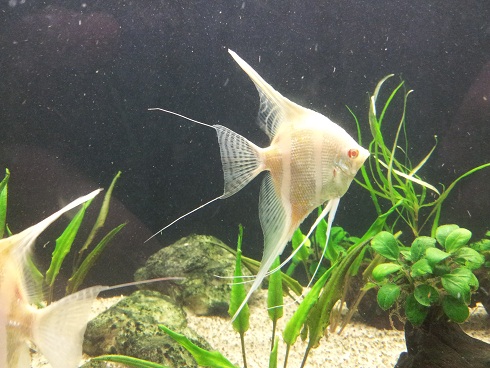 Fin extentions.jpg