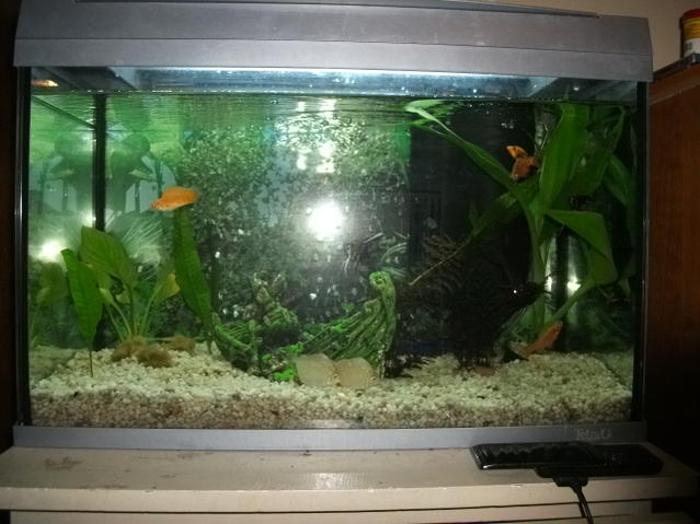 First tank 16.08.10.jpg