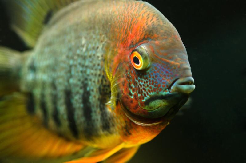 fish-1.jpg