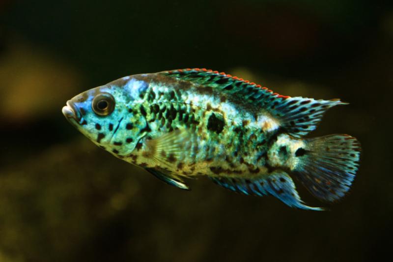 fish-3.jpg