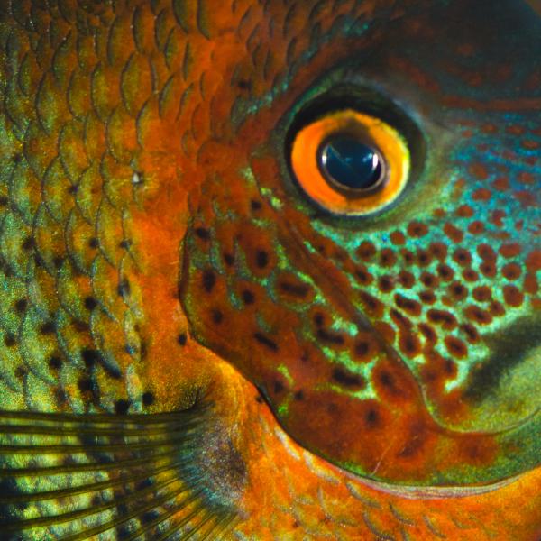 fish-9.jpg