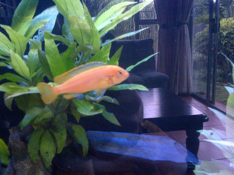 Fish.jpg