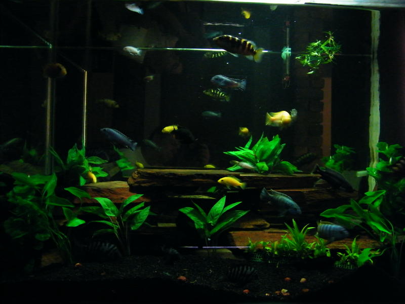 fish.jpg