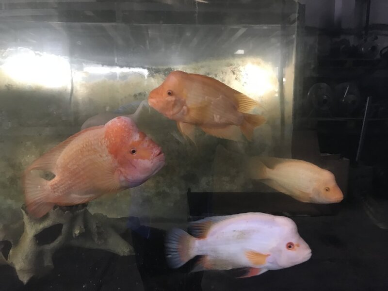 fish ws 004.jpg