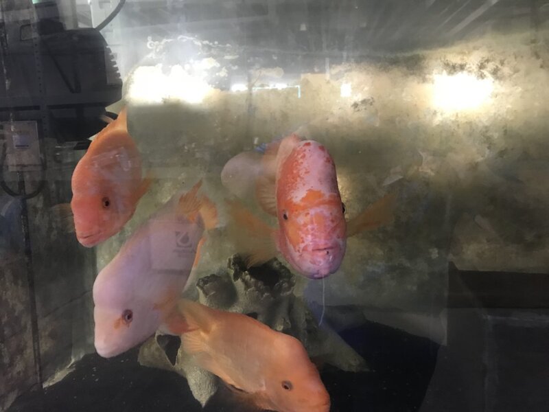 fish ws 006.jpg
