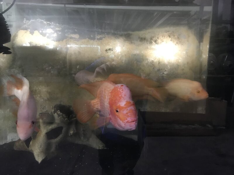 fish ws 008.jpg