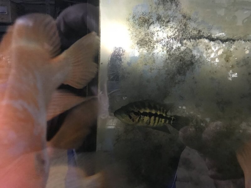 fish ws 009.jpg