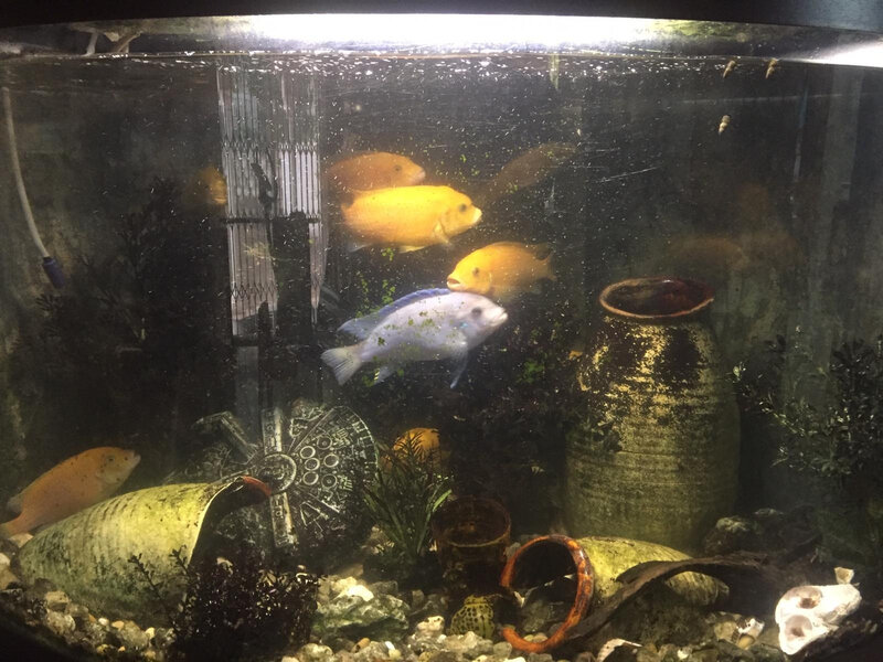 fish1.jpg