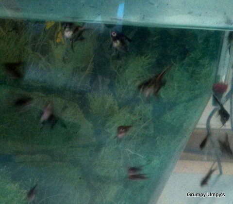 fish2.jpg