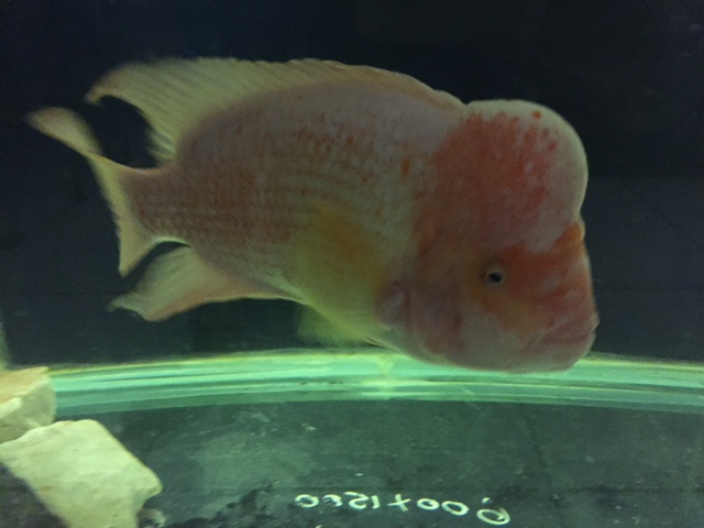 fishy.jpg
