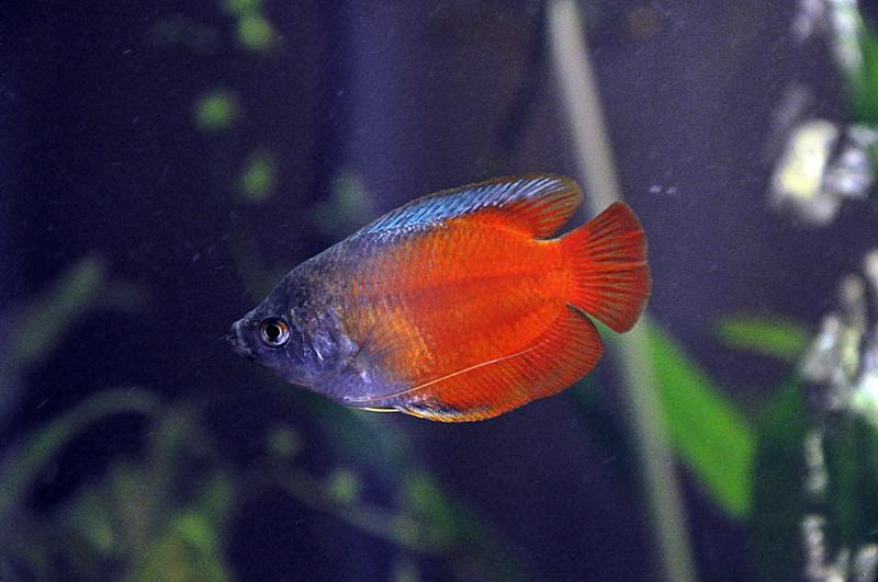 Flame red dwarf gourami.jpg