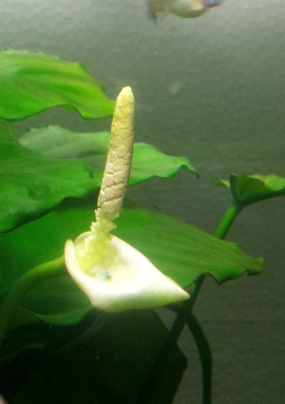 FLOWER.jpg