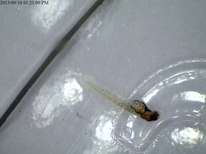 Fp Gardneri JP wriggler 10-9-13.jpg