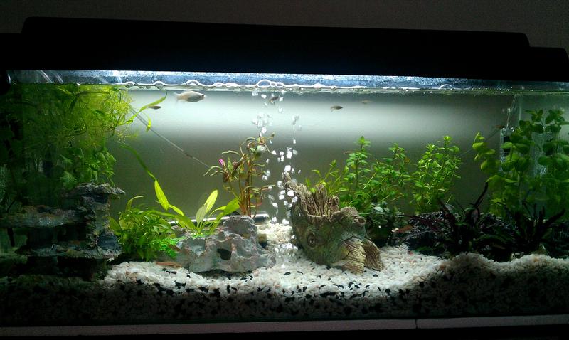 Freshwater Michael 3ft.jpg