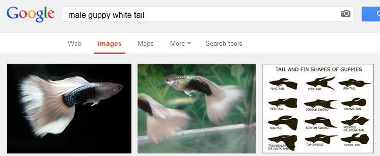 fromgoogle.JPG