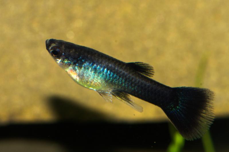 full black fry-2.jpg
