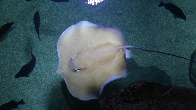 fwwhipray.jpg