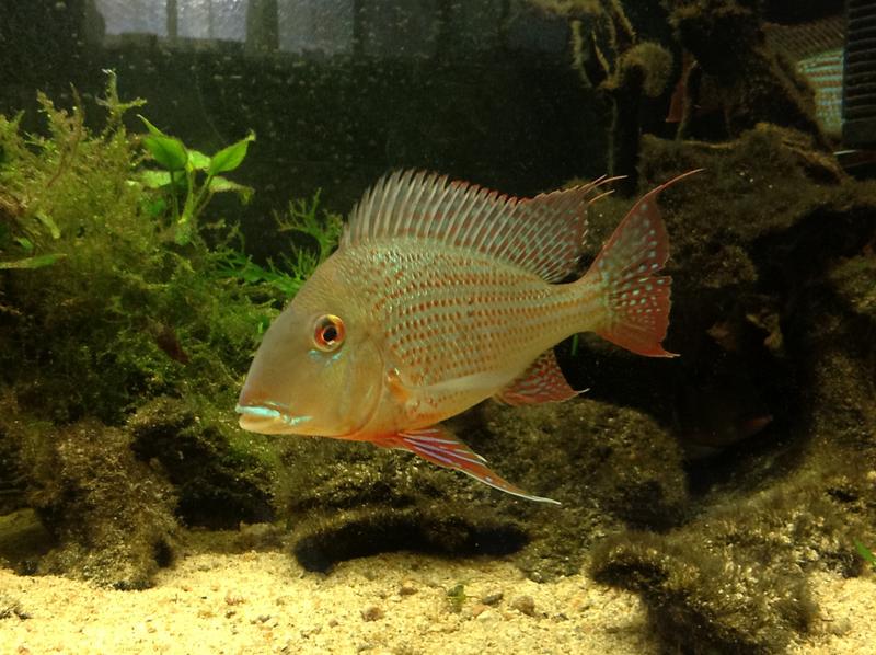 geophagus.jpg