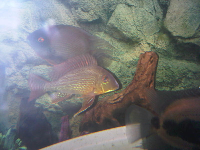 Geophagus surinemesis.jpg