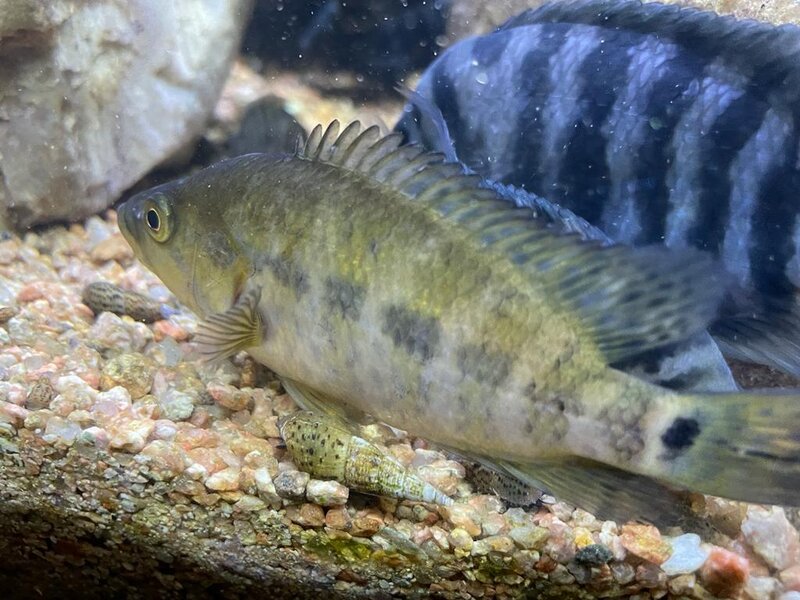 GJ2.JPG