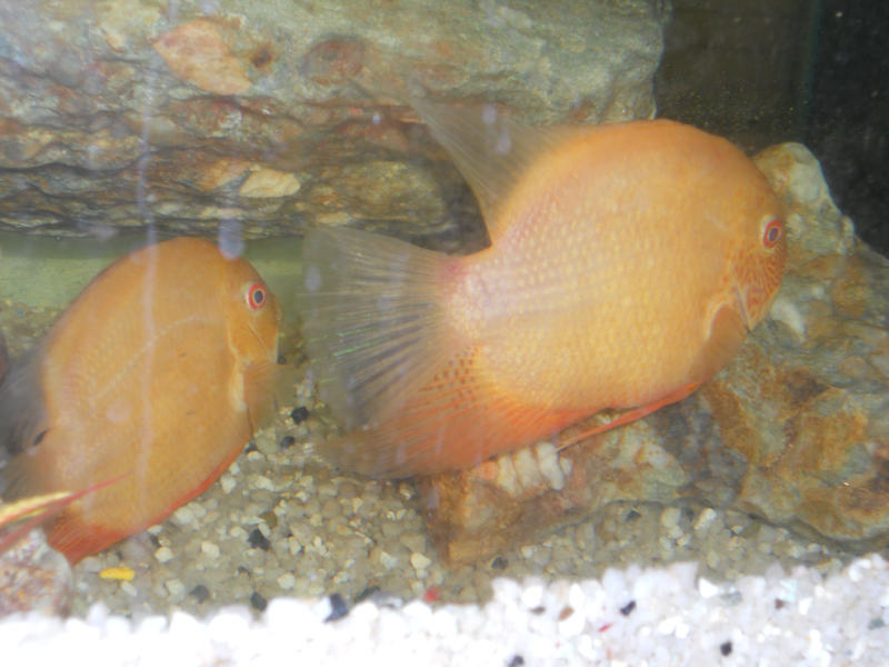 golddeaconpair.jpg