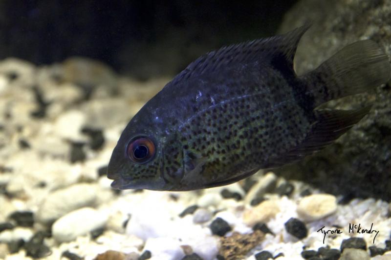 Green Severum (small) sig.jpg