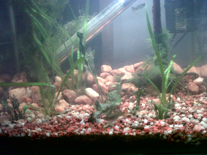 guppies.jpg