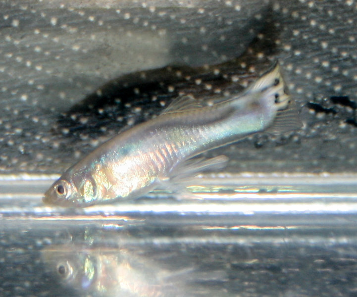 guppy fry-3.jpg