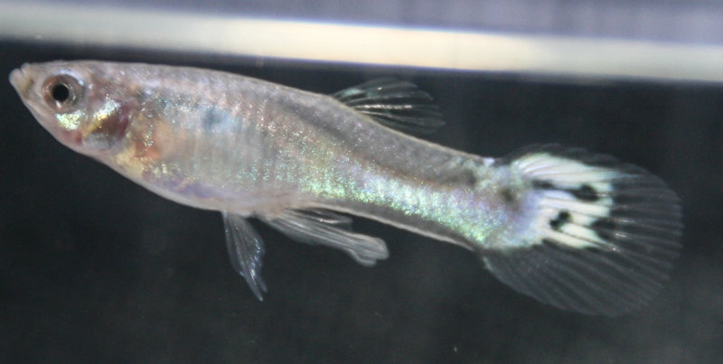 guppy fry-7.jpg