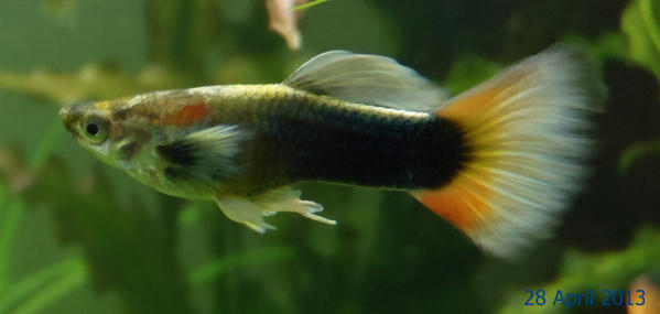 guppy.jpg