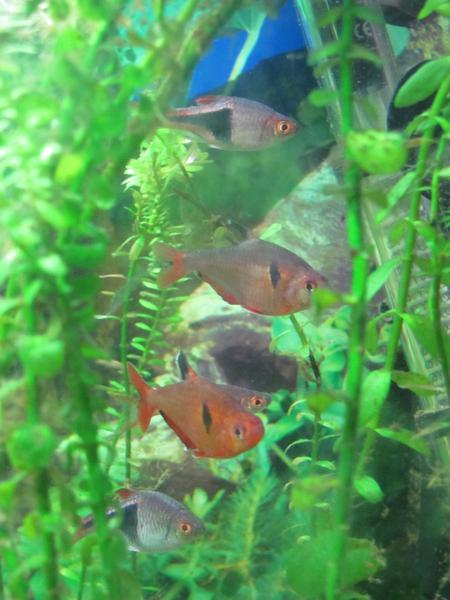Harlequins and Serpae Tetra.jpg