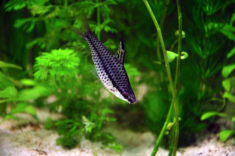 High Backfin Headstander.jpg
