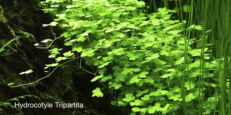 hydrocotyle tripartita.jpeg
